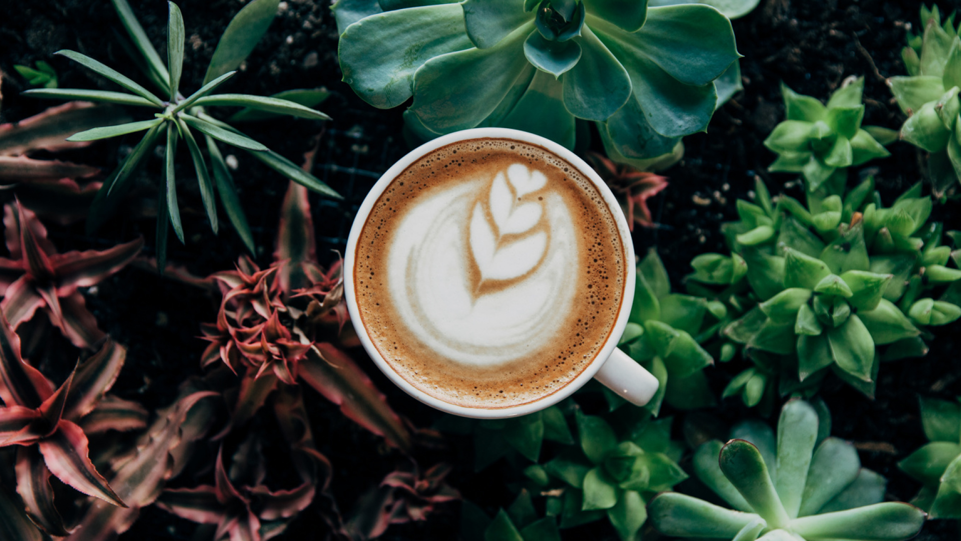 Professional barista crafting artisan coffee at Nook Cafe - Awaken Your Senses with quality coffee